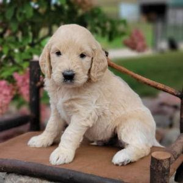 Puppy Fund