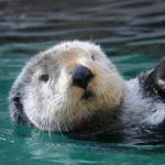 Seattle Aquarium
