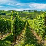 Wines of the Moselle valley