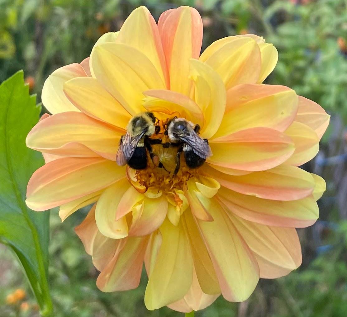 The Wedding Website of Eridana Harder and James Otey