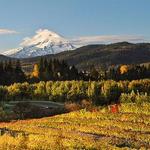 Columbia Gorge Wineries