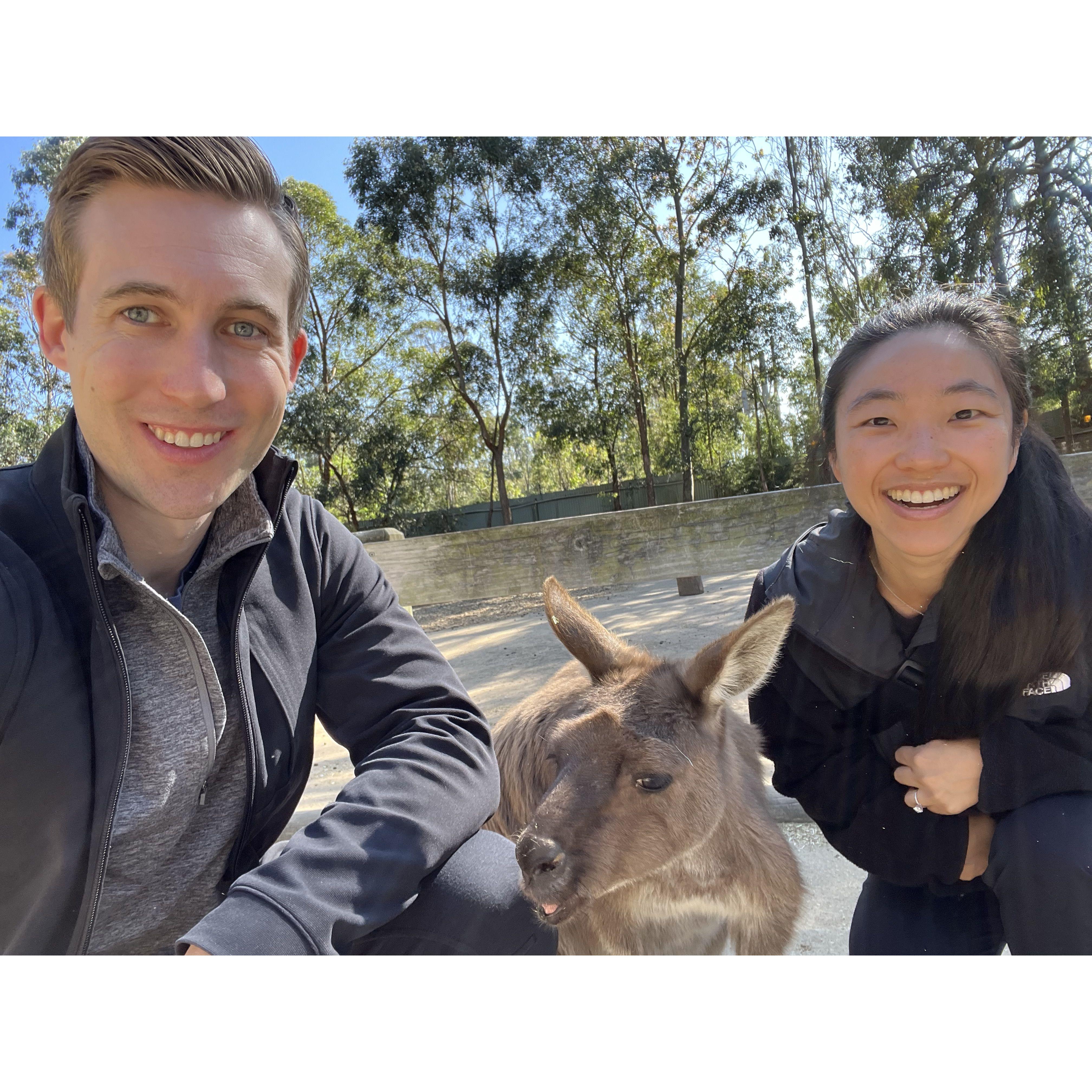 Kangaroos in Australia last year!