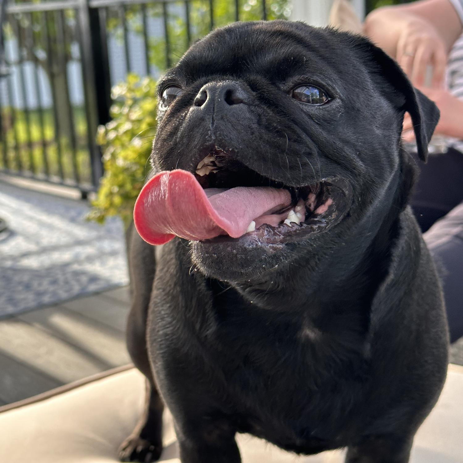 Carol the pug!