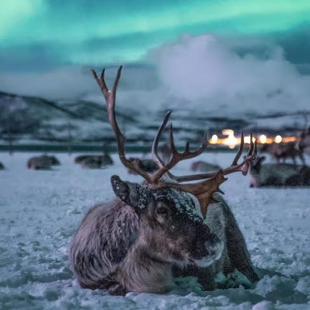 Reindeer Encounter