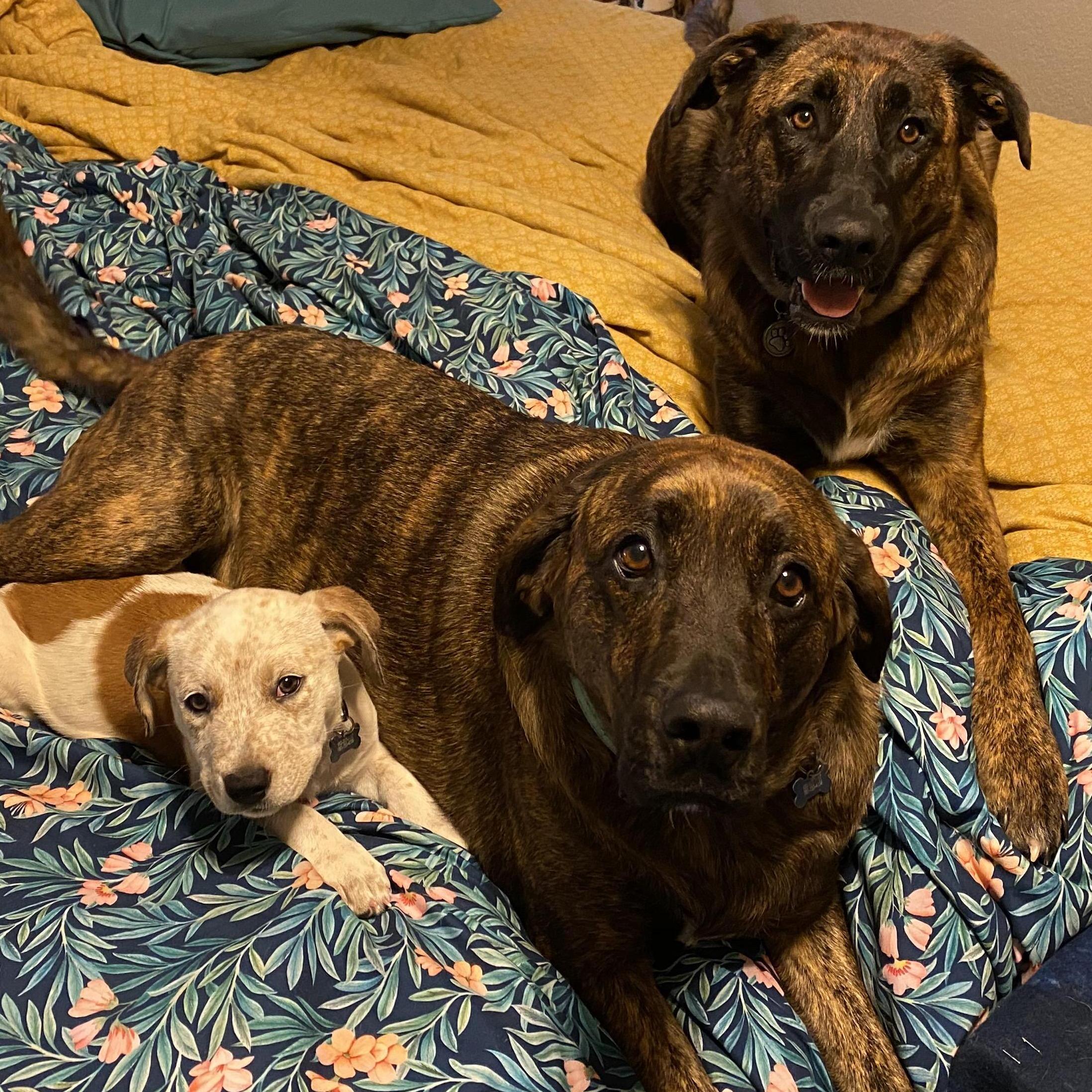 All the dogs minus Chicken [from left - Booker, Bailey, Ziggy]  |  TX - Summer 2020