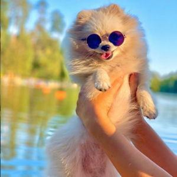 Puppy Fund!