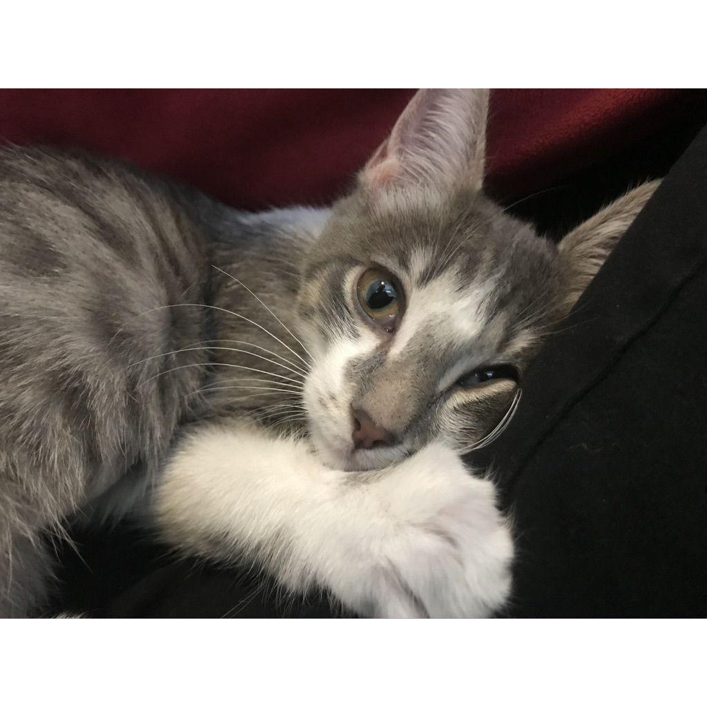 October 2019 — We then got our sweet Piper girl!
