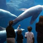 Alaska SeaLife Center