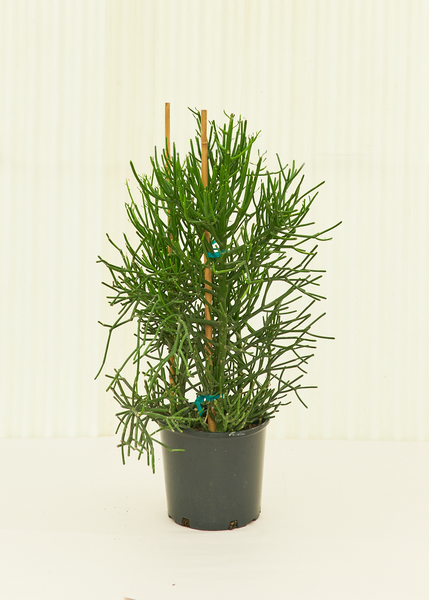 The "Pete" Plant