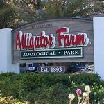Alligator Farm