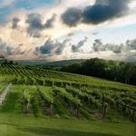 Sunset Meadow Vineyards