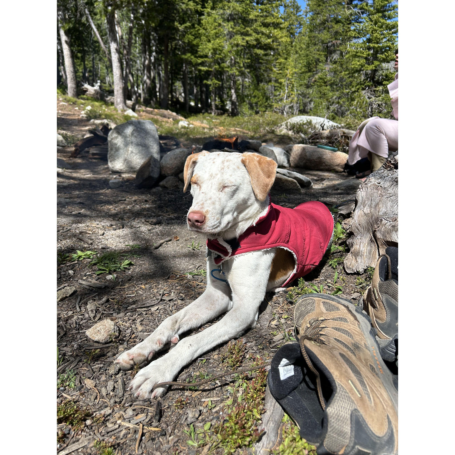 Dolly's first camping trip