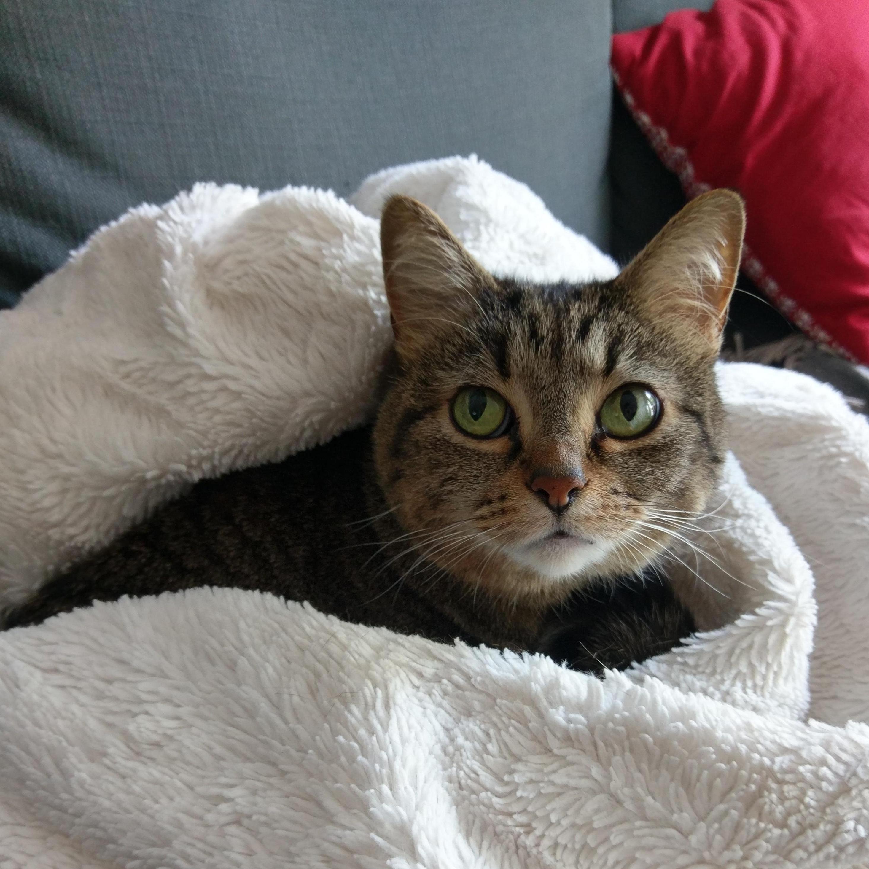 hera