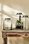 Hammered Glass Terrarium with Lid