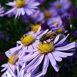 The North Carolina Botanical Gardens