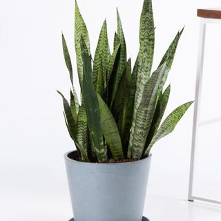 Sansevieria