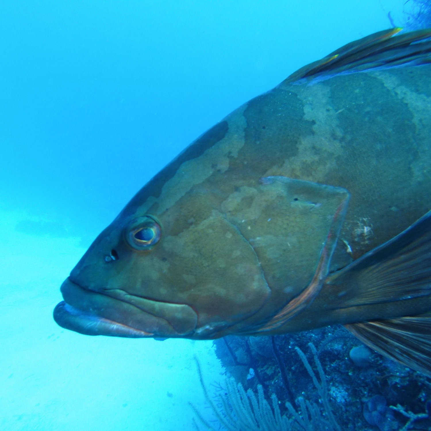Cuban grouper