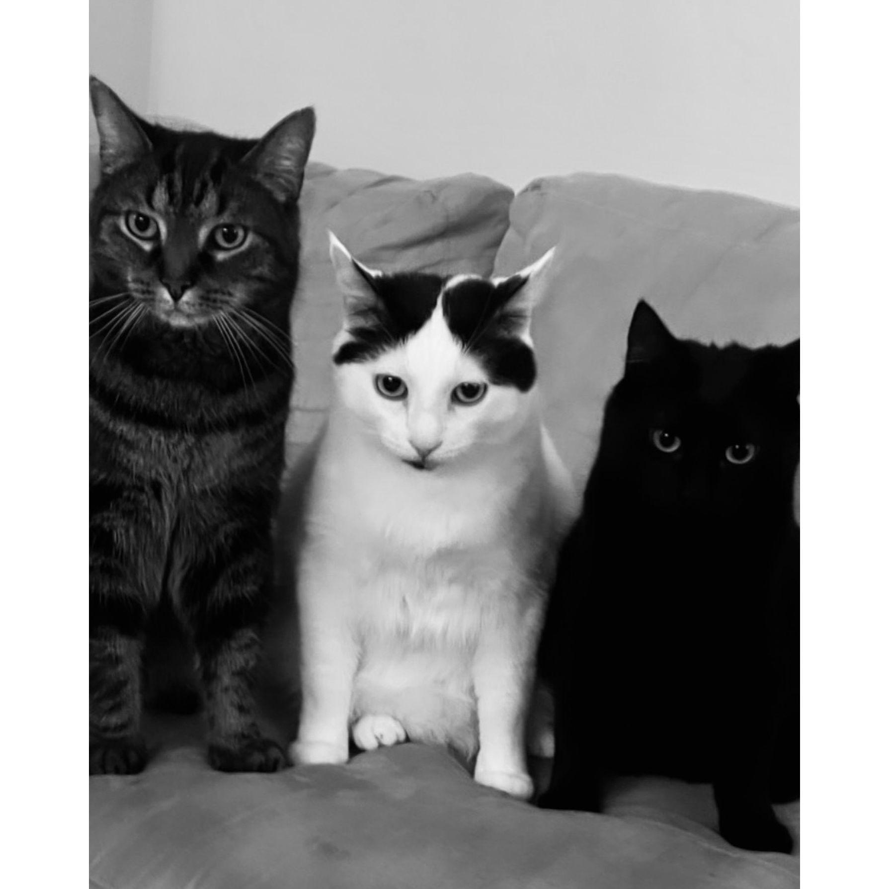 Our babies, Fluffy, Okie, and Isla