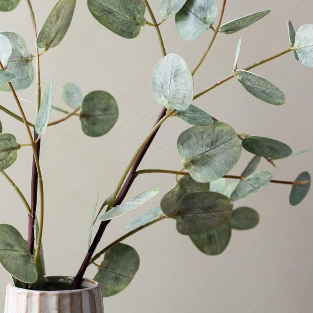 Gumdrop Eucalyptus