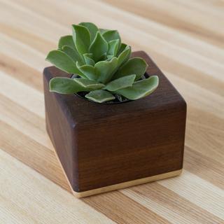 The Fillmore Succulent Planter, Set of 3