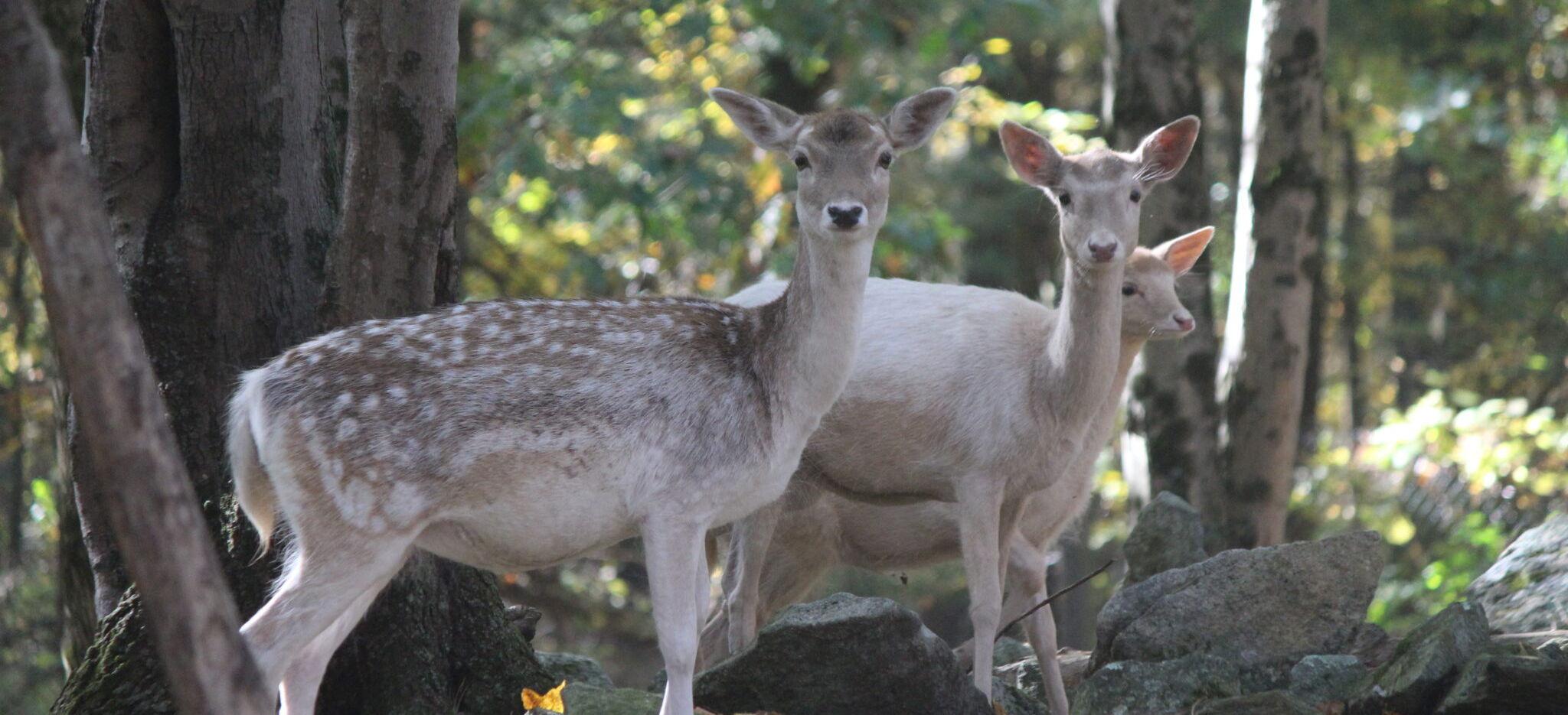 The Wedding Website of Theodore Bumpus and Solstice Whelan