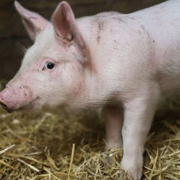 Animal Welfare Fund Donation (Charity Navigator's Fund)
