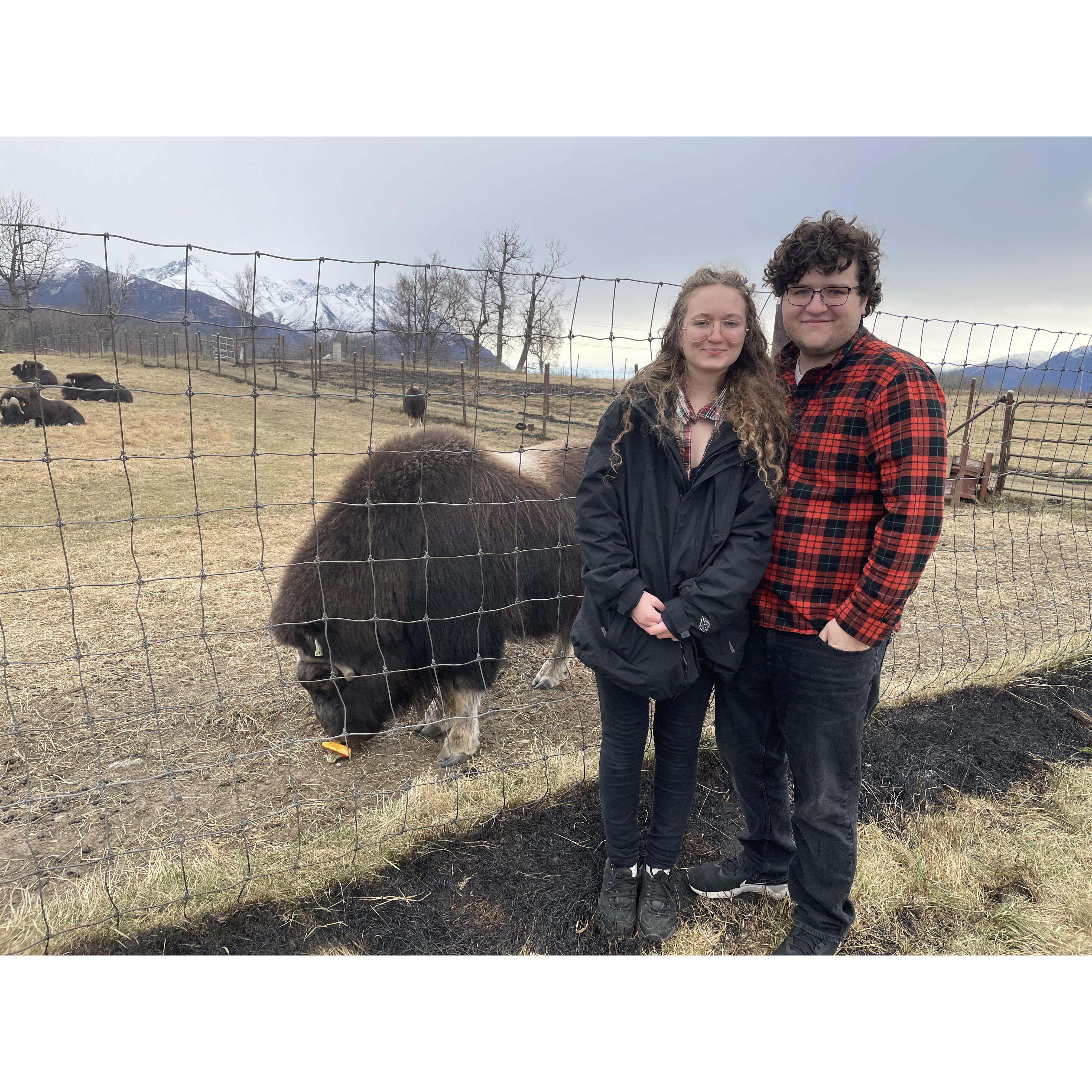 Muskox farm in Palmer