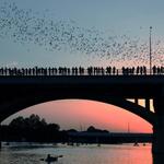 Bat Watching / Tours