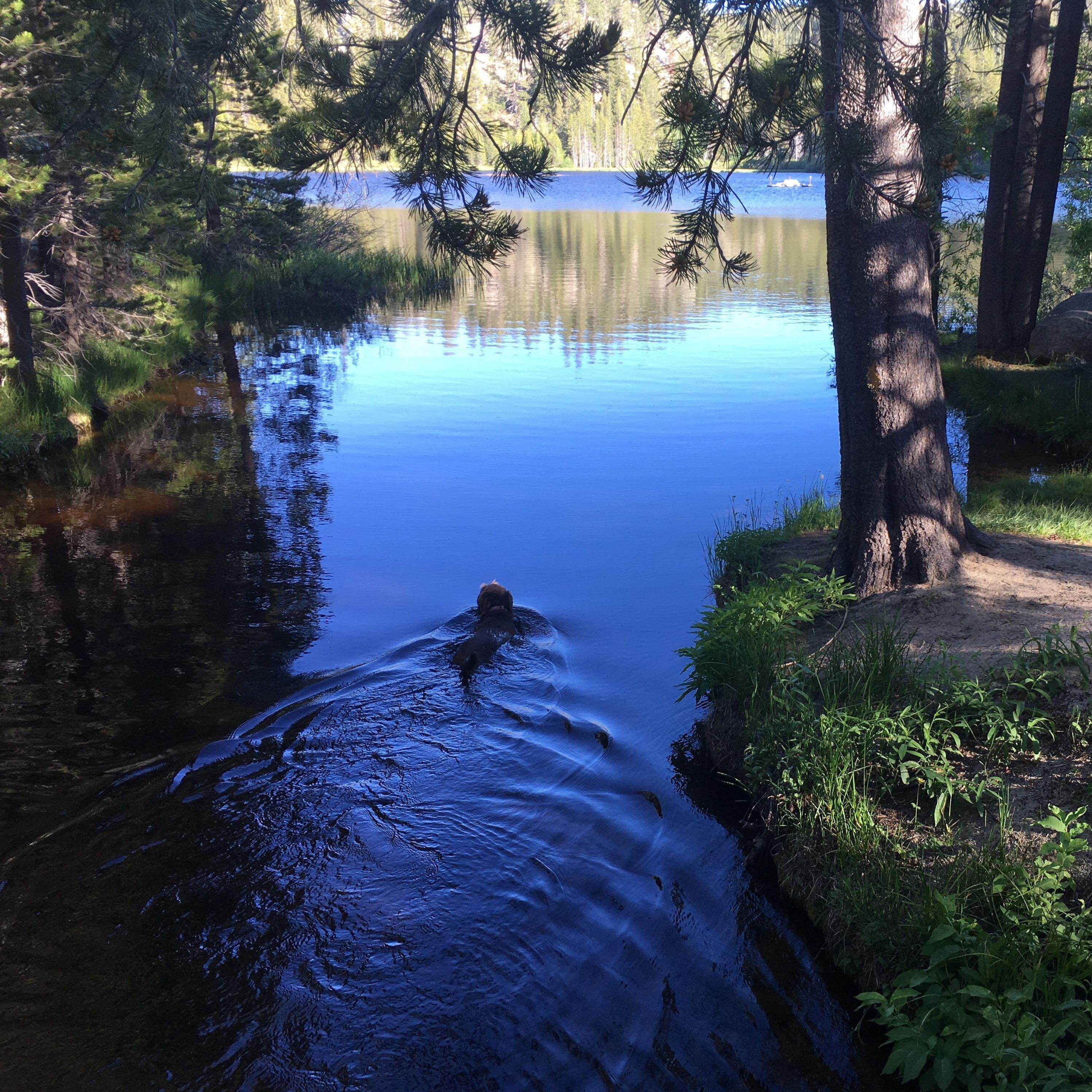 Fly fishing at Hobart Reservoir.