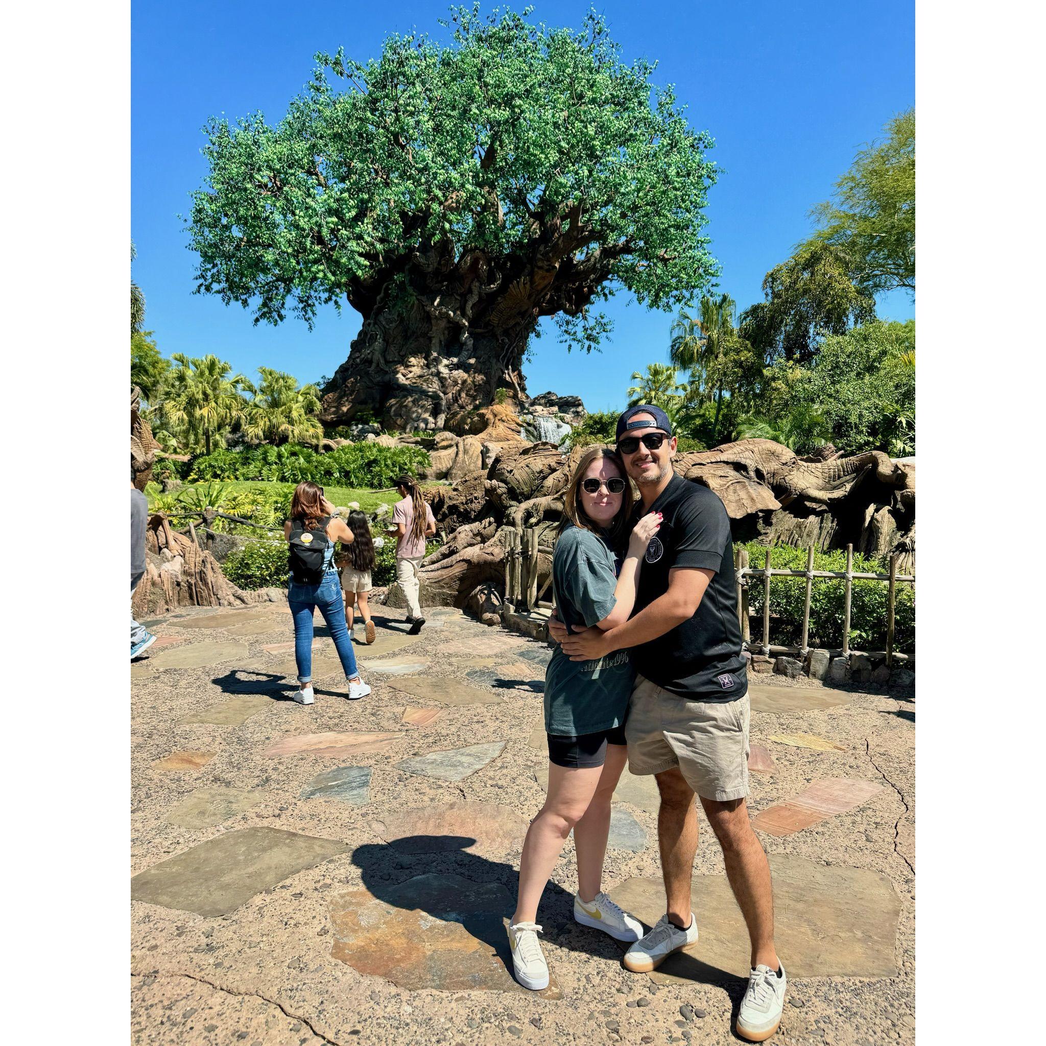 The Tree of Life at Animal Kingdom
