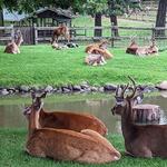 FAWN-DOE-ROSA Wildlife Educational Park