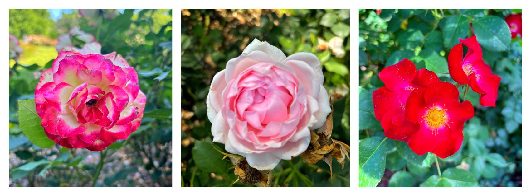 The Wedding Website of Nicole Craven and Brian Krummen