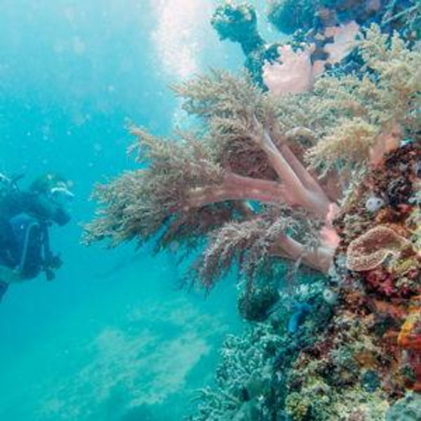 Scuba Diving in Apo Reef Phillipines