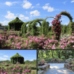 Elizabeth Park Rose Garden