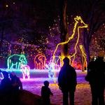 Denver Zoo Lights