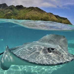 Honeymoon Shark + Ray Moorea Sailing Excursion