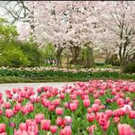 The Dallas Arboretum and Botanical Garden