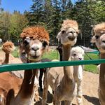 Cape Newagen Alpaca Farm and Gift Shop