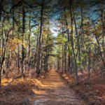 Wharton State Forest