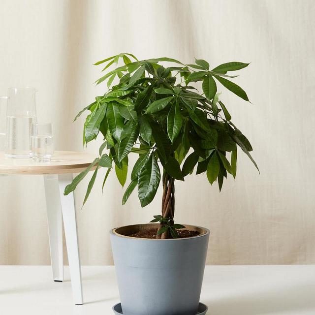Money Tree with Indigo Pot