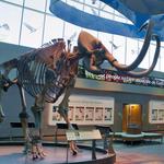 Florida Museum of Natural History-Exhibits