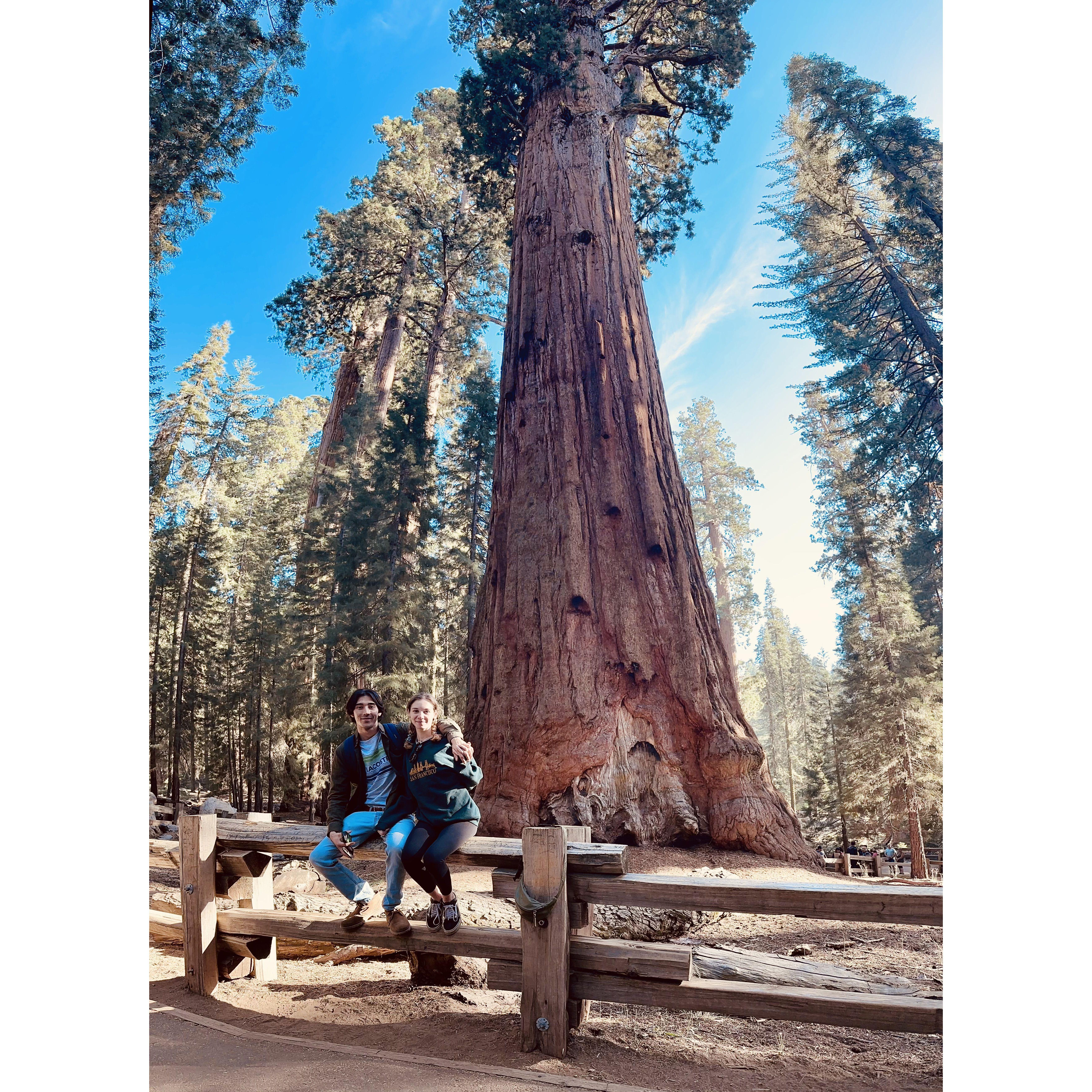 Sequoia, CA