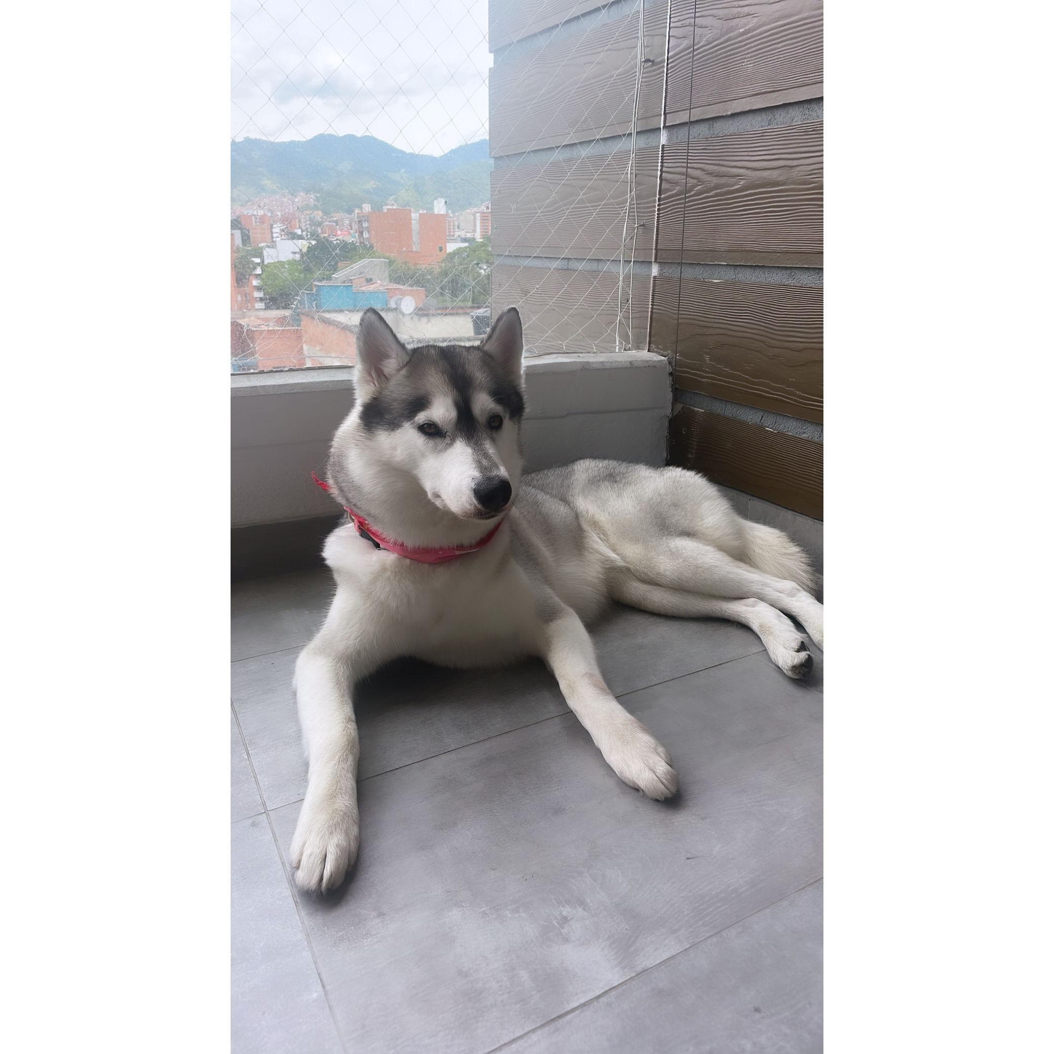 Beautiful Katana (female, age 5)