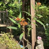 Mead Botanical Garden