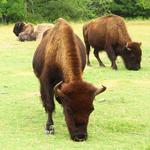Fort Worth Nature Center & Refuge