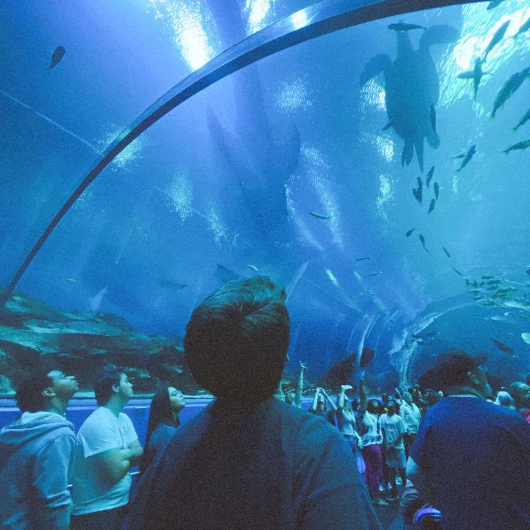 Another one of our Aquarium trips, featuring Tanner's Favorite animal - the Whale Shark.