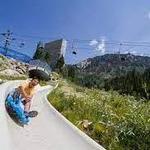 Snowbird
