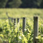 Great Frogs Winery