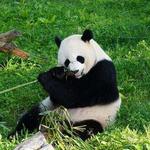 Smithsonian National Zoological Park (Kid-Friendly)