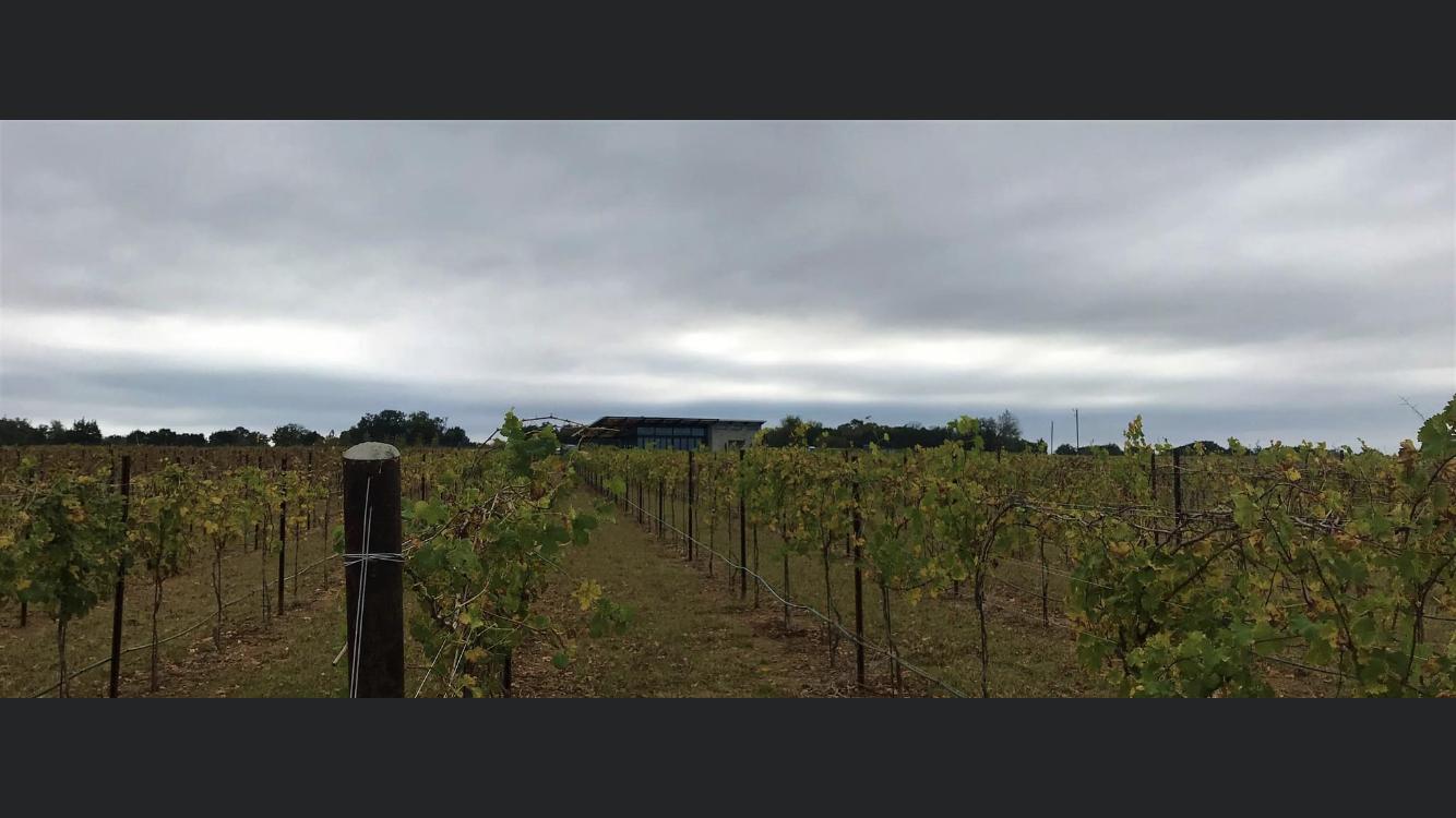 Narrow Path Winery Vineyard.